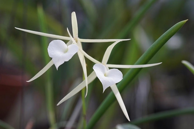 ارکیده براساوولا Brassavola