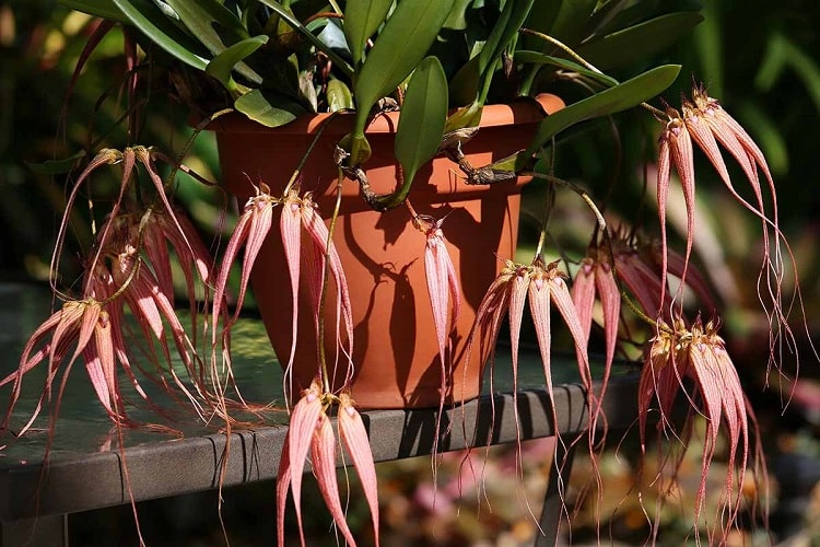 ارکیده Bulbophyllum