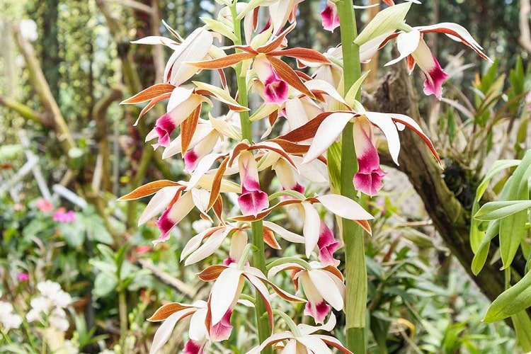 ارکیده کالانته Calanthe