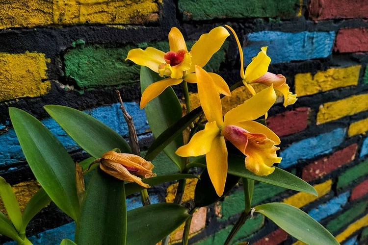 ارکیده کتلیا Cattleya