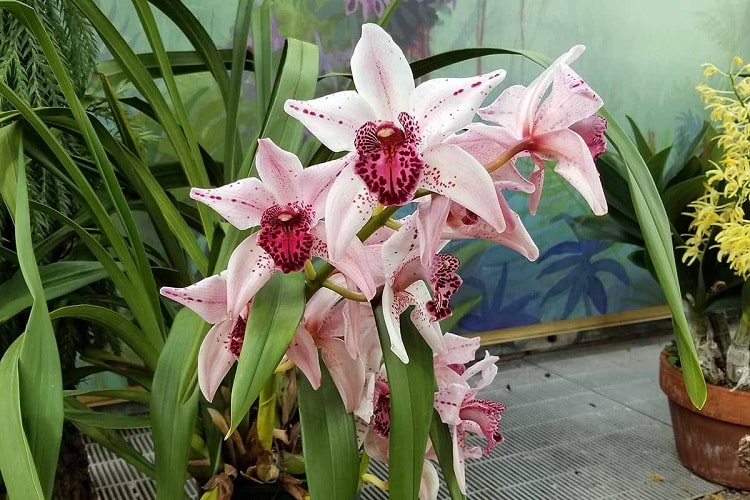 ارکیده سیمبیدیوم Cymbidium