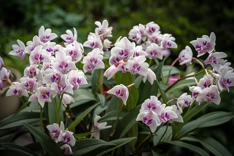 ارکیده دندروبیوم Dendrobium