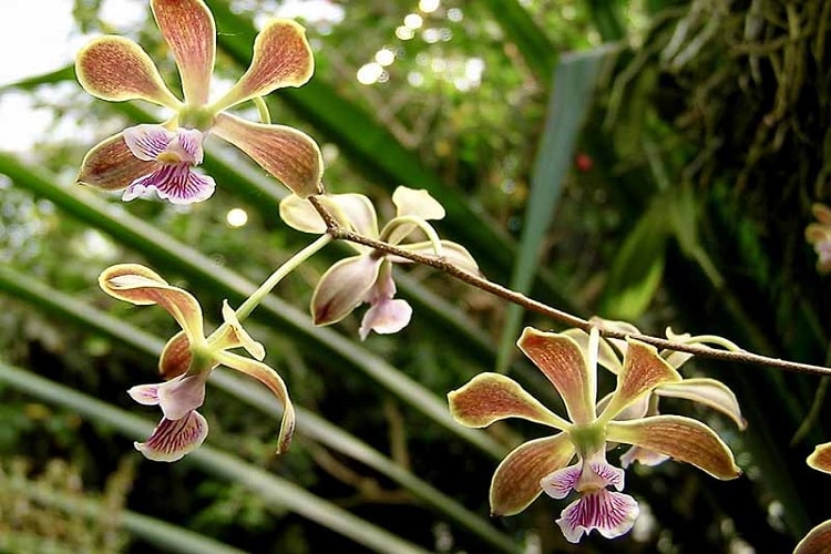 ارکیده Encyclia