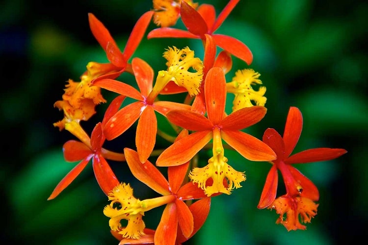 ارکیده اپیدندروم Epidendrum