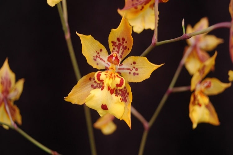 ارکیده اونسیدیوم Oncidium