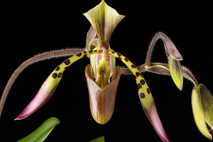 ارکیده Paphiopedilum