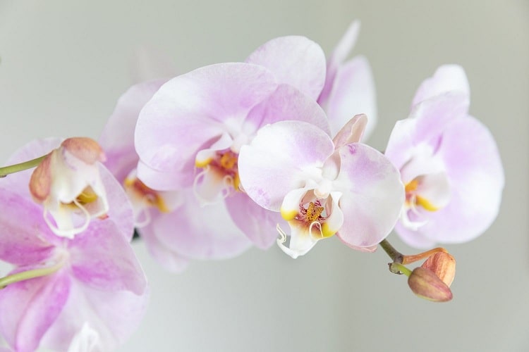 ارکیده Phalaenopsis